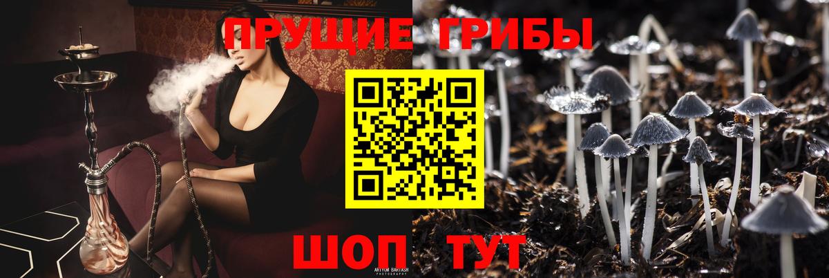 Псилоцибиновые грибы Psilocybine cubensis Тутаев